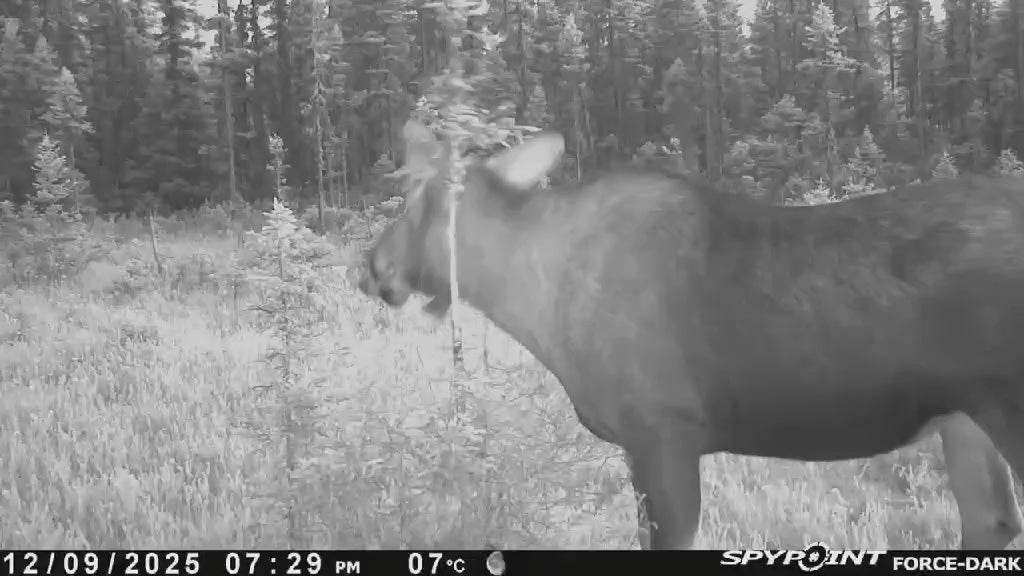 Rut Stick