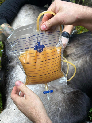 Urine d'orignal naturelle (buck mature en rut)
